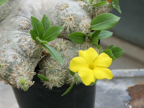 Pachypodium brevicaule