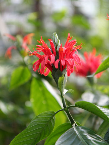 Pachystachys coccinea