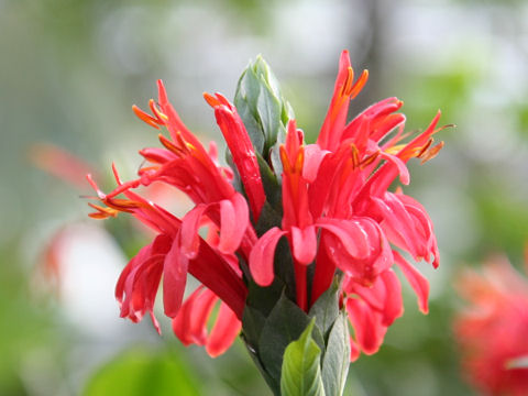 Pachystachys coccinea