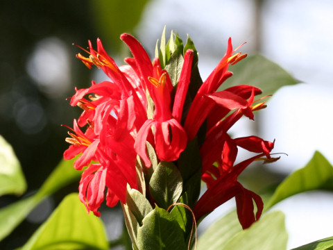 Pachystachys coccinea