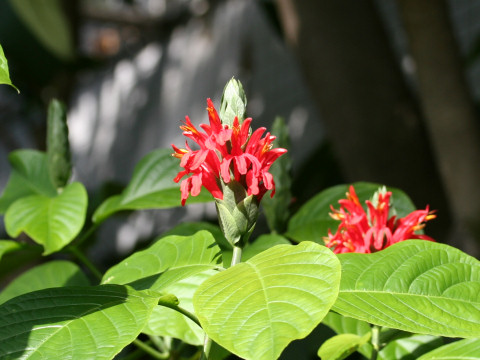 Pachystachys coccinea