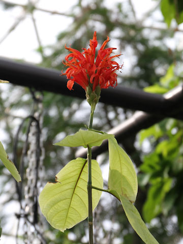 Pachystachys coccinea