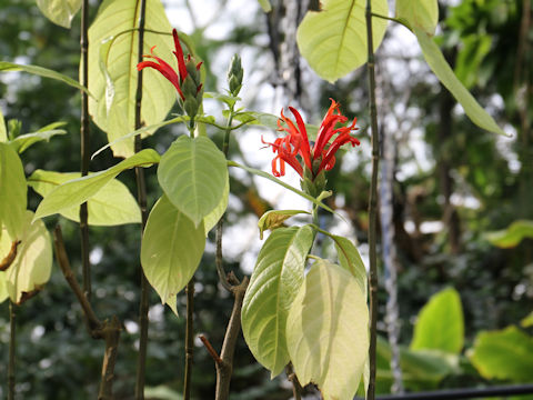 Pachystachys coccinea