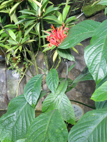 Pachystachys coccinea