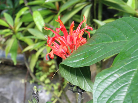 Pachystachys coccinea