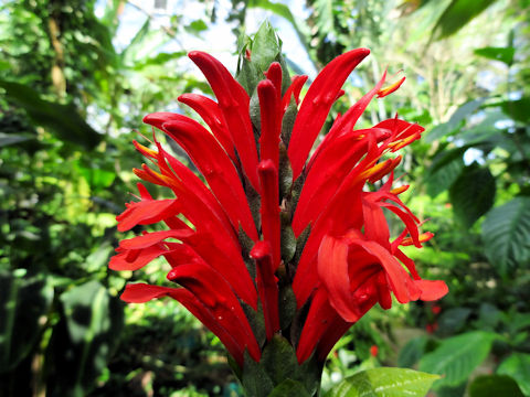 Pachystachys coccinea