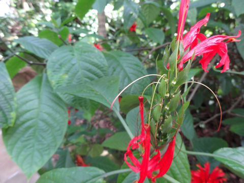 Pachystachys coccinea