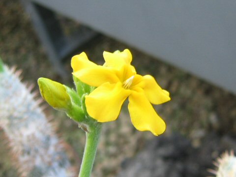 Pachypodium densiflorum