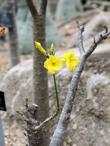 Pachypodium rosulatum var. drakei