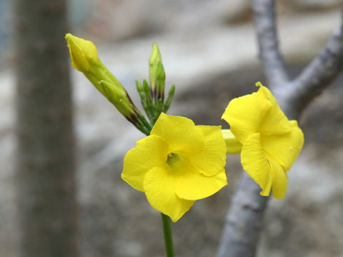 Pachypodium rosulatum var. drakei