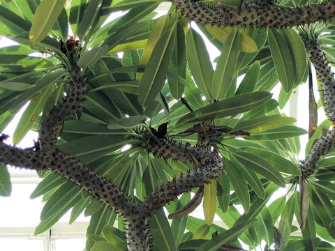 Pachypodium geayi