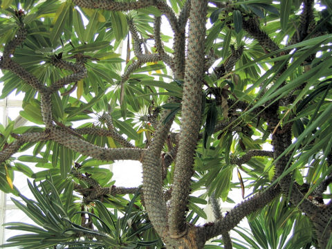 Pachypodium geayi