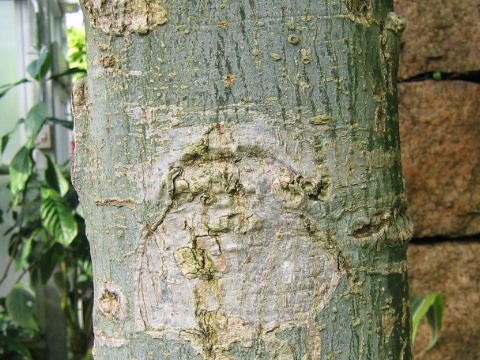 Pachira glabra