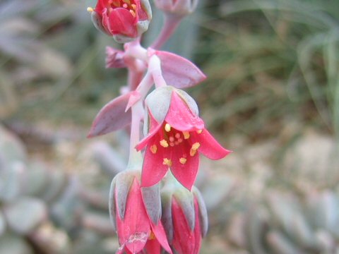 Pachyphytum glutinicaule