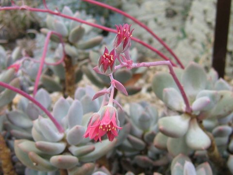 Pachyphytum glutinicaule