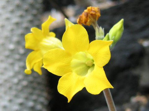 Pachypodium rosulatum var. horombense