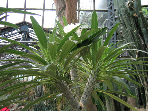 Pachypodium lamerei