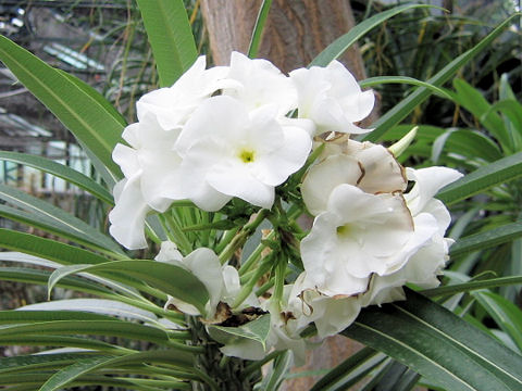 Pachypodium lamerei