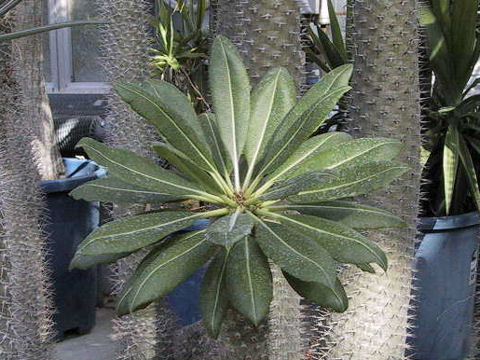 Pachypodium lamerei