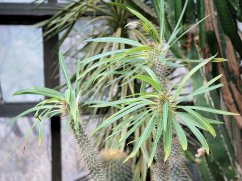 Pachypodium lamerei