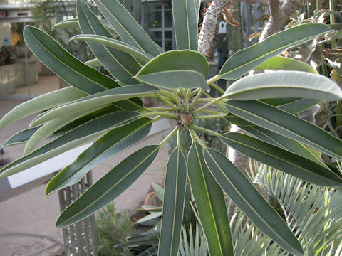 Pachypodium lamerei