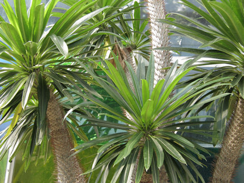 Pachypodium lamerei