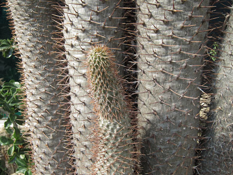 Pachypodium lamerei