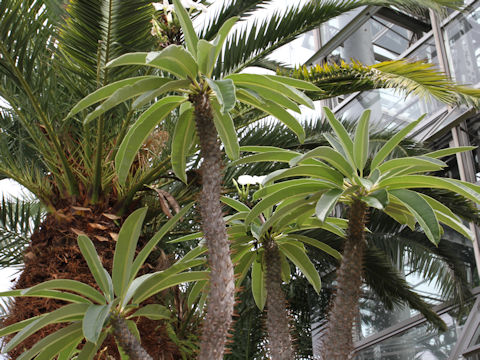 Pachypodium lamerei