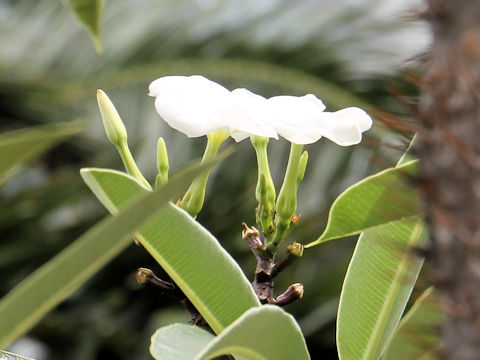 Pachypodium lamerei