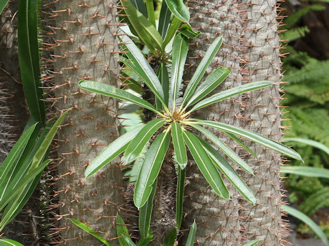 Pachypodium lamerei