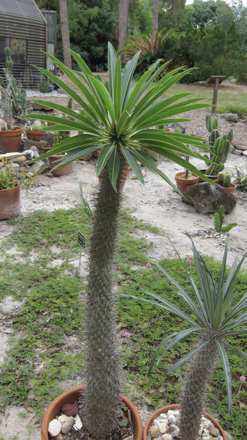 Pachypodium lamerei