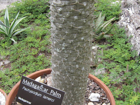 Pachypodium lamerei