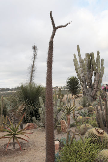 Pachypodium lamerei