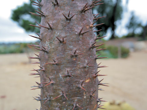 Pachypodium lamerei