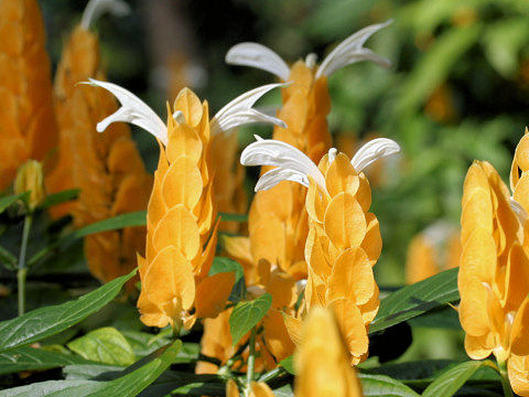 Pachystachys lutea