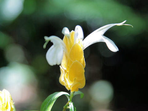 Pachystachys lutea