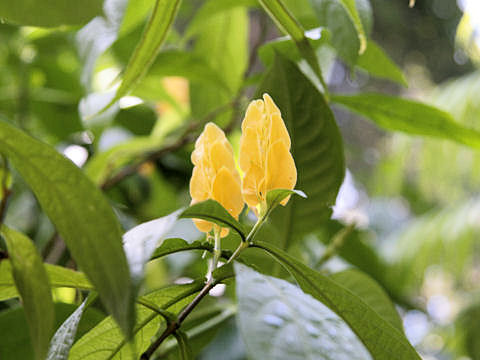 Pachystachys lutea