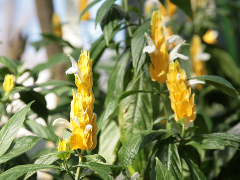 Pachystachys lutea