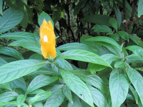 Pachystachys lutea