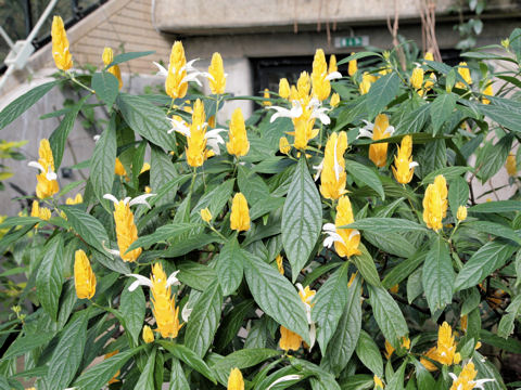 Pachystachys lutea