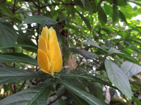 Pachystachys lutea