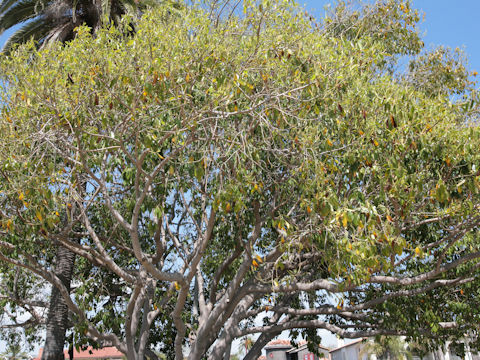 Arbutus menziesii