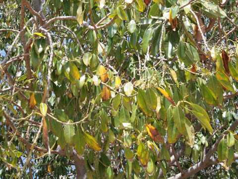 Arbutus menziesii