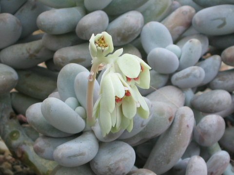 Pachyphytum oviferum