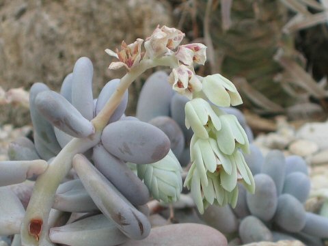 Pachyphytum oviferum