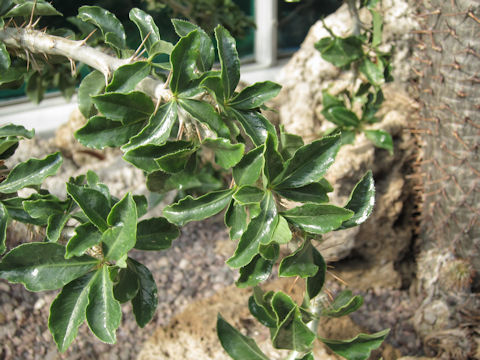 Pachypodium saundersii