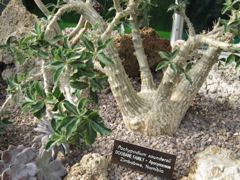 Pachypodium saundersii