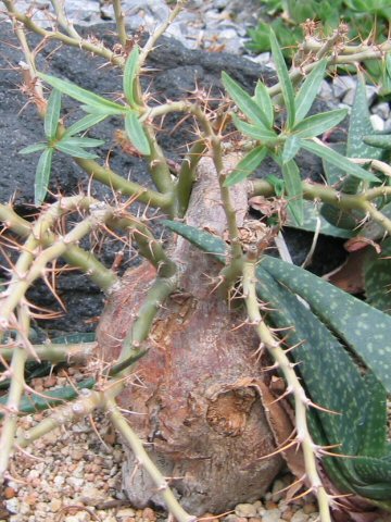 Pachypodium succulentum