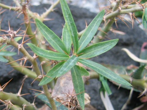 Pachypodium succulentum