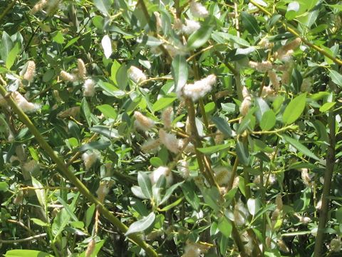 Salix lucida ssp. lasiandra